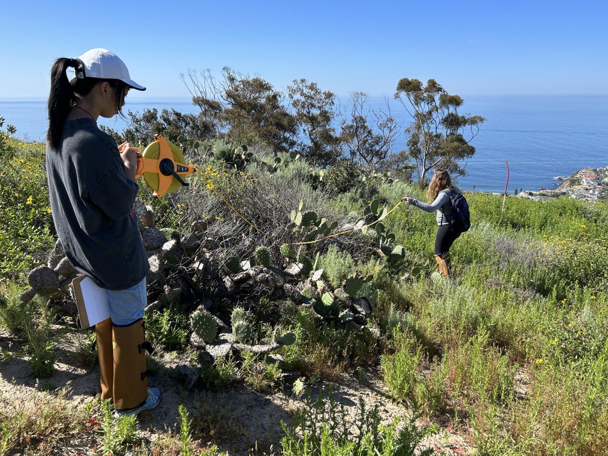 Los estudiantes miden parches de cactus como parte de un programa de pasantías en ecología de incendios.